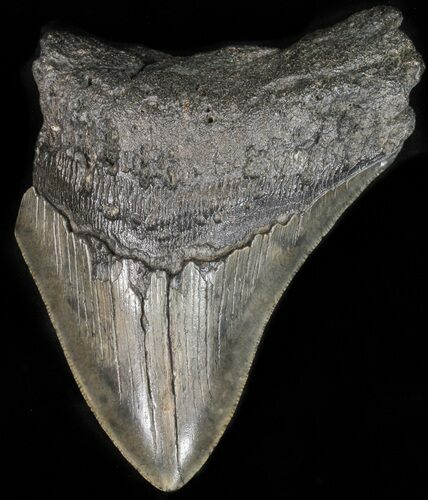 Partial, Megalodon Tooth - South Carolina #41149